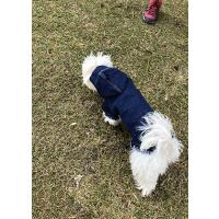 File Raw Jeans Köpek Kıyafet