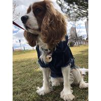 File Raw Jeans Köpek Kıyafet