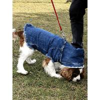 Mavi Fileli Pigment Damlatımlı Köpek Kıyafeti
