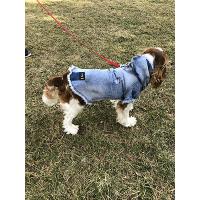 Siyah Pigment Damlatmalı Jeans Köpek kıyafeti