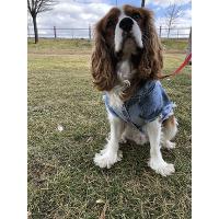 Siyah Pigment Damlatmalı Jeans Köpek kıyafeti