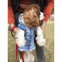 Sürme Efektli Jeans Köpek Kıyafet