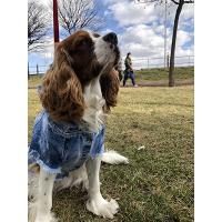 Sürme Efektli Jeans Köpek Kıyafet