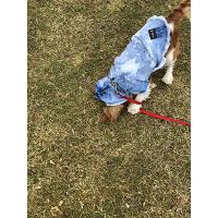 Sürme Efektli Jeans Köpek Kıyafet