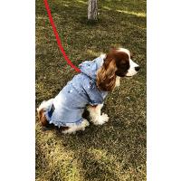 Turuncu Pigment Damlatmalı Jeans Köpek Kıyafet