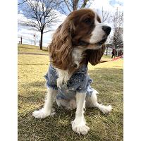 Turuncu Pigment Damlatmalı Jeans Köpek Kıyafet